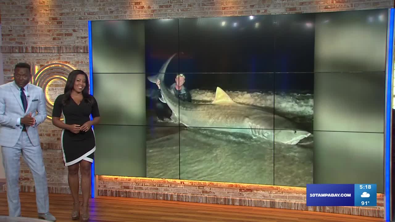 Video - Người đàn ông bất ngờ câu được con cá mập hổ dài 3,6 mét trên biển