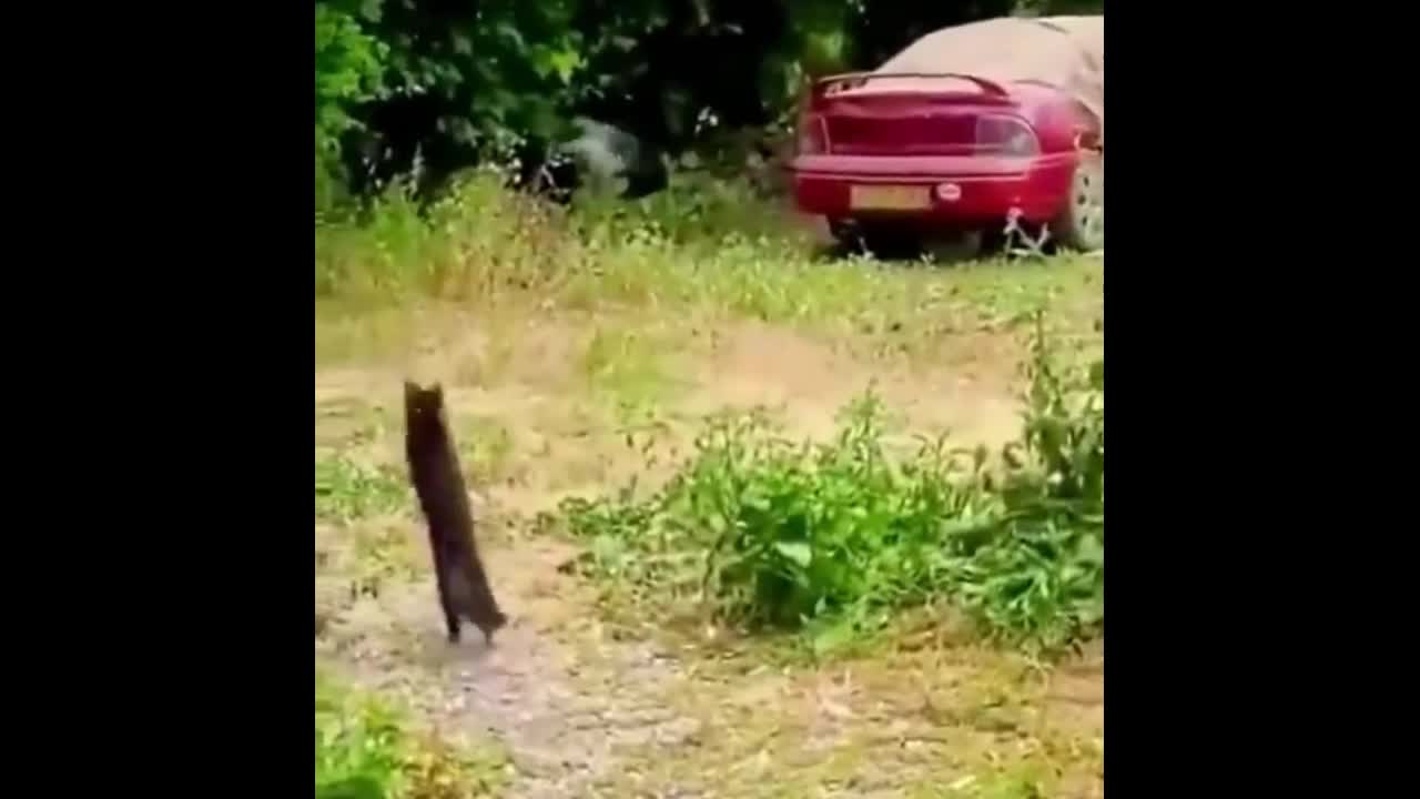 Video - Clip: Mèo đen đại chiến bầy chim, 'kẻ thứ ba' bất ngờ xuất hiện vồ mồi