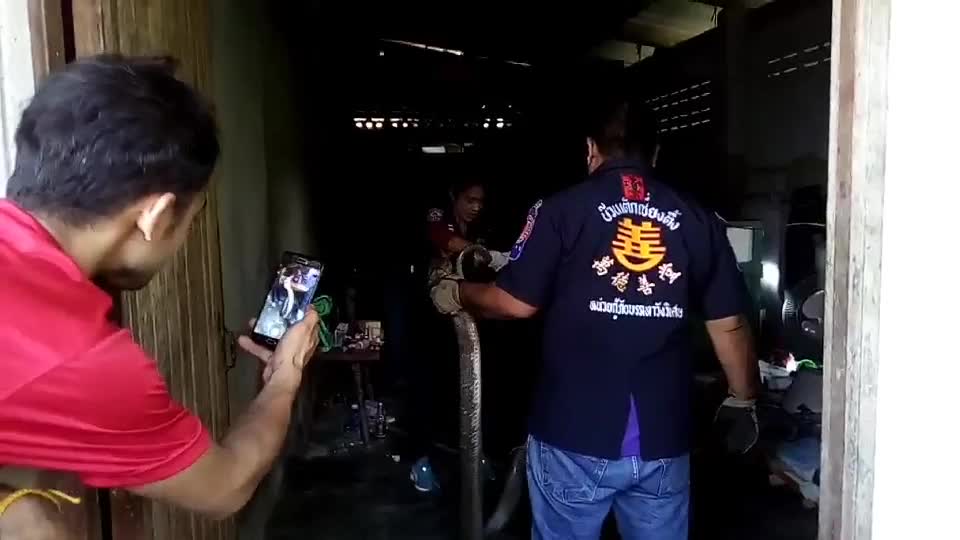 Video - Clip: Bắt sống rắn hổ mang chúa dài 6m, nặng 20kg lao vào nhà dân