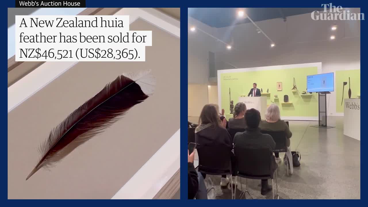 Video - Đại gia bí ẩn xuống tiền mua chiếc lông chim với giá 725 triệu đồng