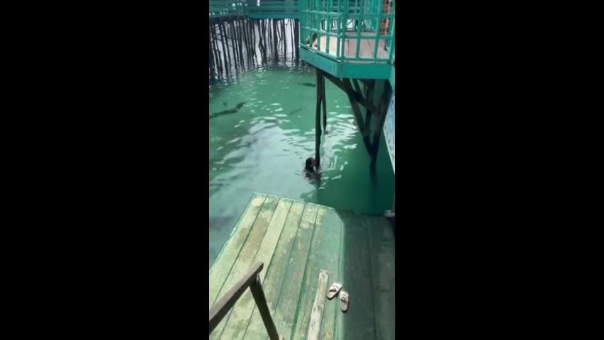 Đời sống - Kinh hoàng cá đuối gai độc khổng lồ đuổi theo nữ du khách đang bơi