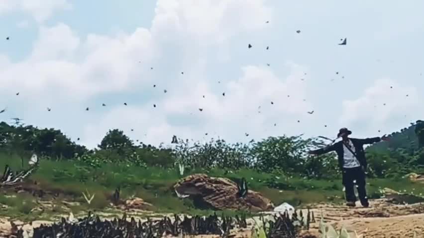Video - Hàng trăm con bướm rực rỡ xuất hiện sau mưa lớn tại Thái Lan