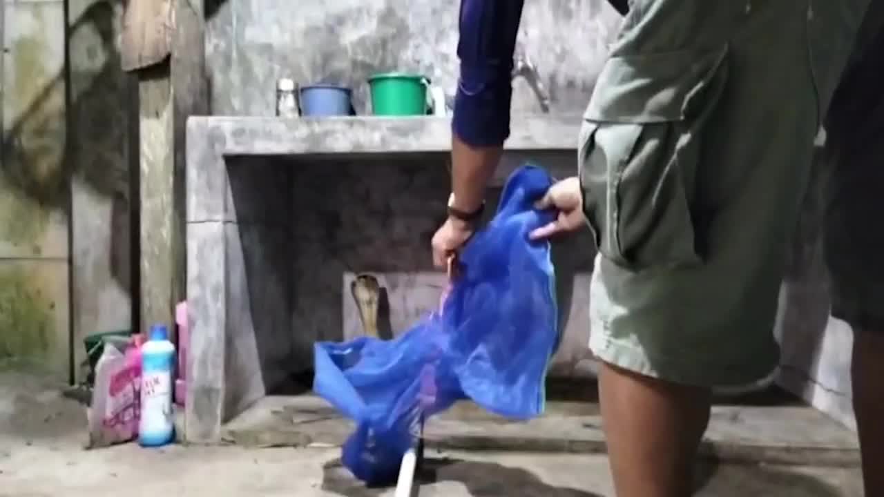 Video - Clip: Rắn hổ mang chúa hung hăng tấn công người khi bị vây bắt