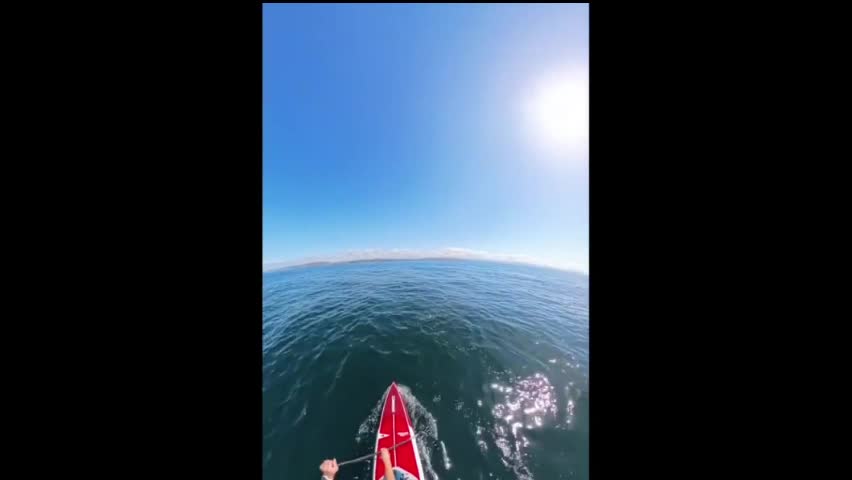 Video - Clip: Vận động viên lướt ván phấn khích khi gặp 3 cá voi khổng lồ