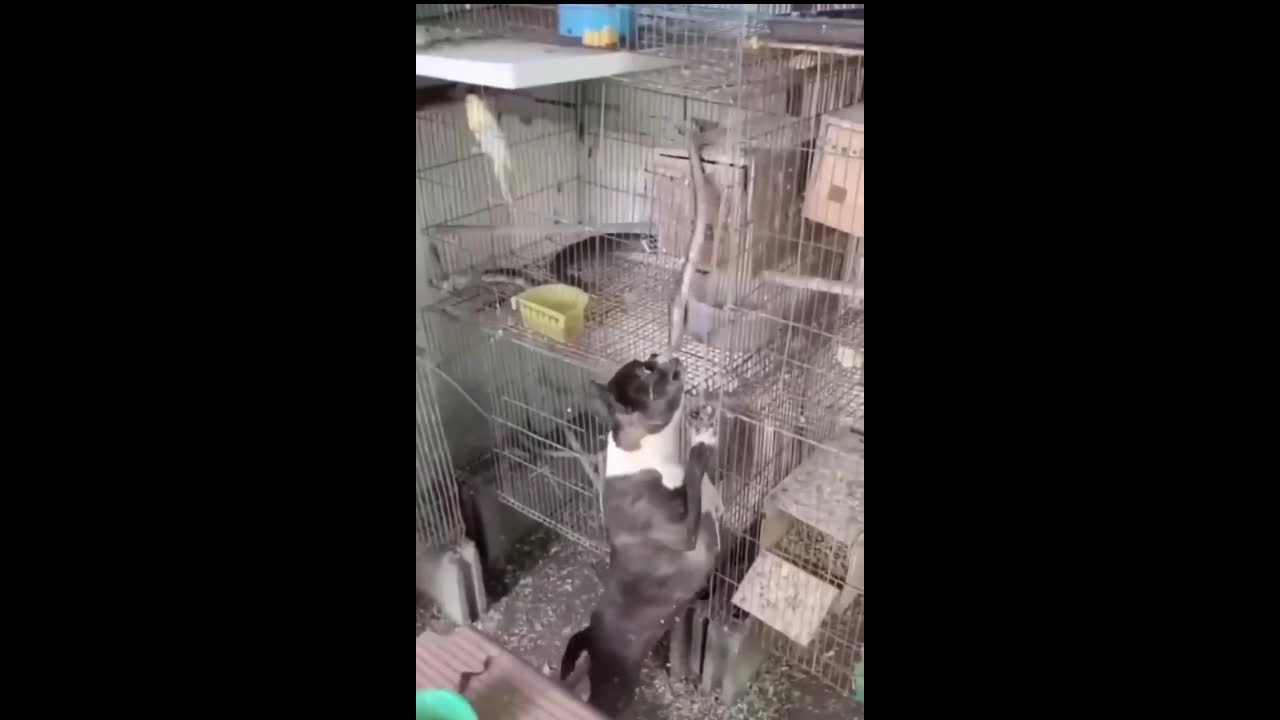 Video - Clip: Kịch tính, chó tấn công rắn độc để cứu chim