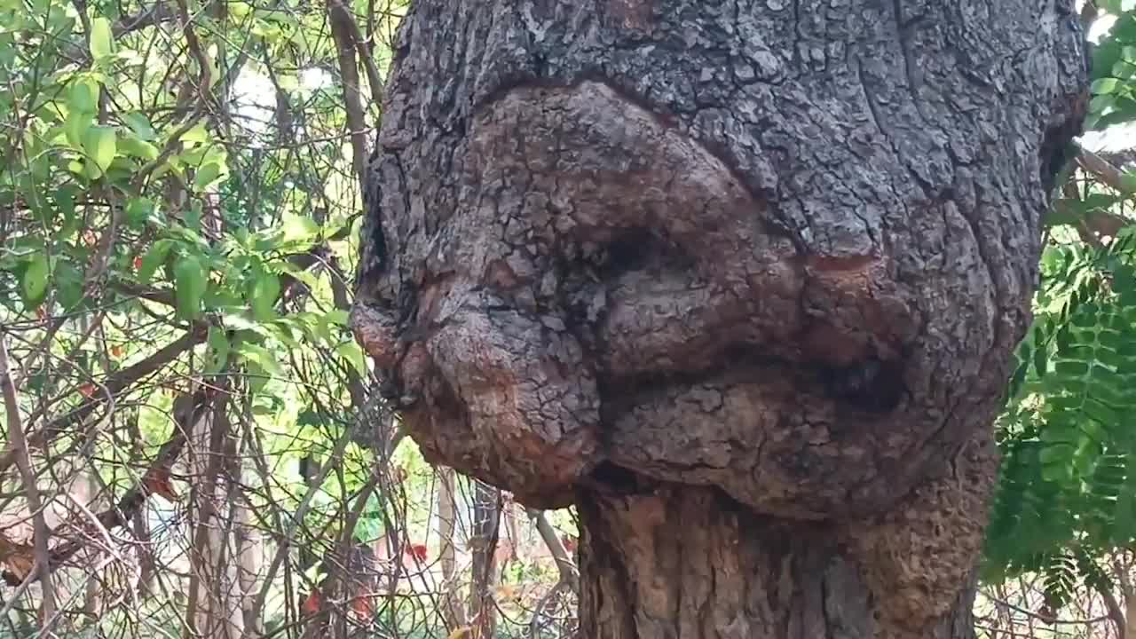 Video - Clip: Thân cây có hình giống 'mặt người' khiến người dân kinh ngạc