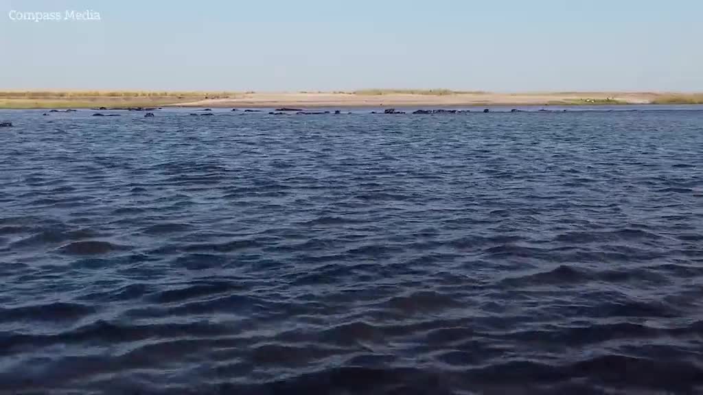 Video - Clip: Hà mã rượt đuổi, cắn thuyền chở du khách trên sông