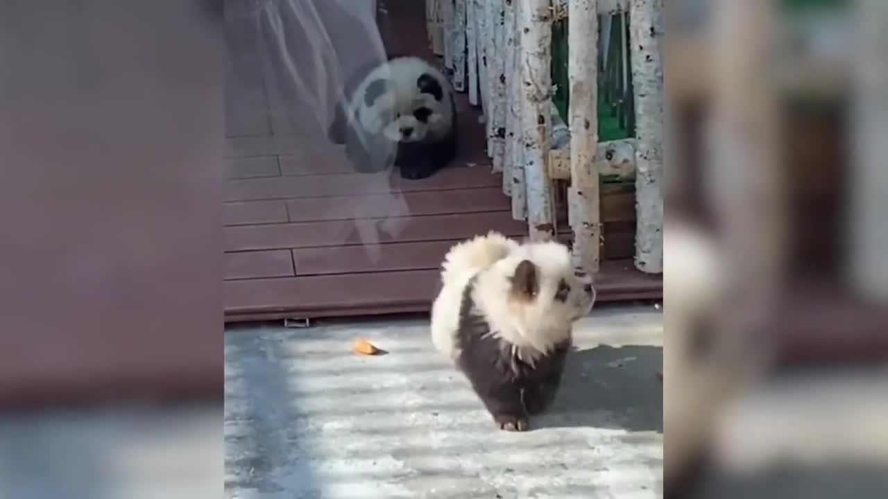 Đời sống - Vườn thú ở Trung Quốc nhuộm chó thành gấu trúc gây phẫn nộ