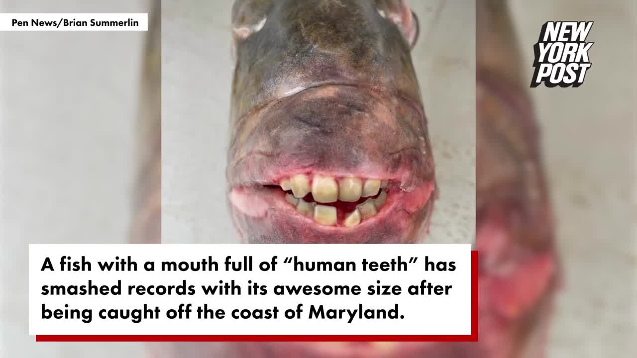 Video - Người đàn ông bắt được con cá 7,5kg có hàm răng giống con người