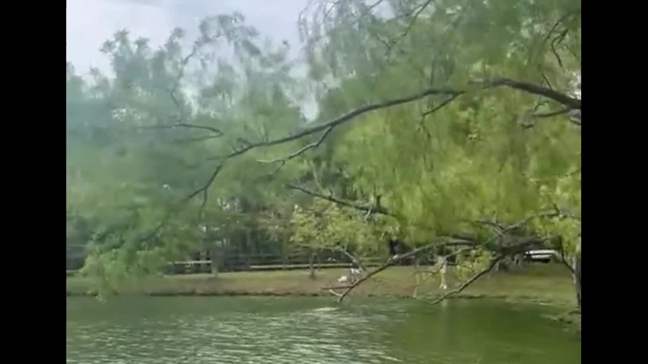 Video - Người phụ nữ liều lĩnh trèo ra cành cây bấp bênh và cái kết bất ngờ