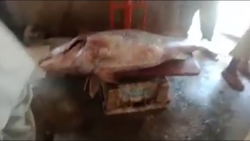Clip: Người đàn ông câu được con cá nặng 48kg có giá 790 triệu đồng