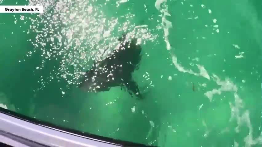 Đời sống - Clip: Kinh hoàng cá mập tấn công người đi mô tô nước