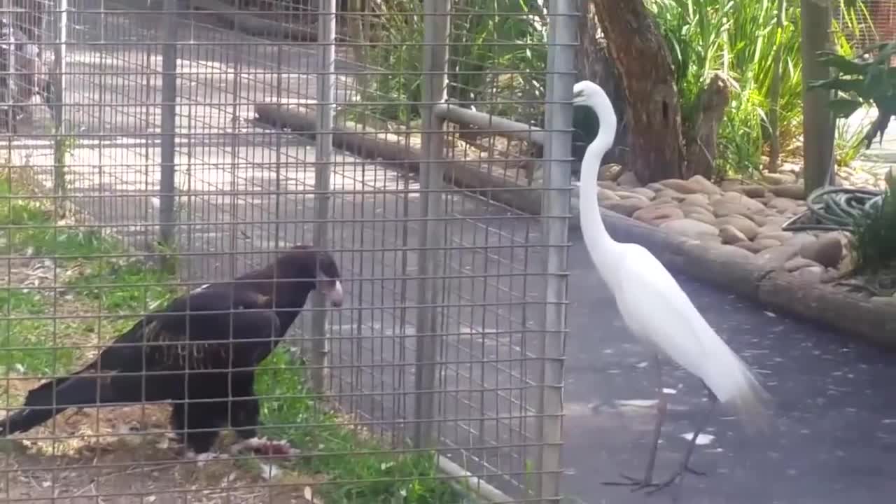 Video - Clip: Đại bàng tinh ranh dùng mồi nhử cò trắng sa bẫy