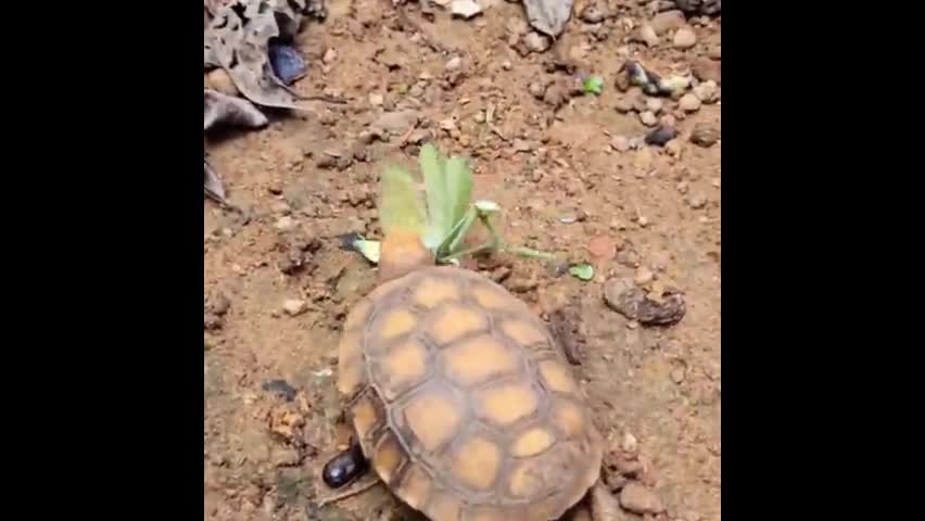Video - Clip: Cuộc chiến không cân sức giữa bọ ngựa với rùa và cái kết bất ngờ