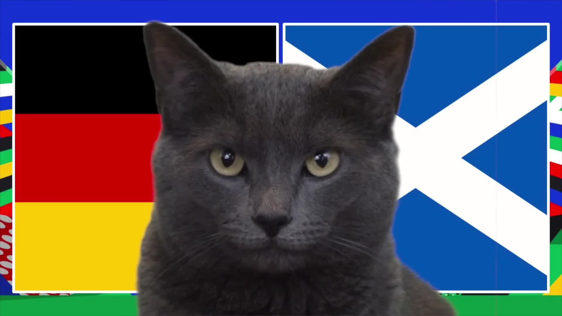 Thể thao - Mèo Cass và voi “tiên tri” dự đoán kết quả trận Đức và Scotland