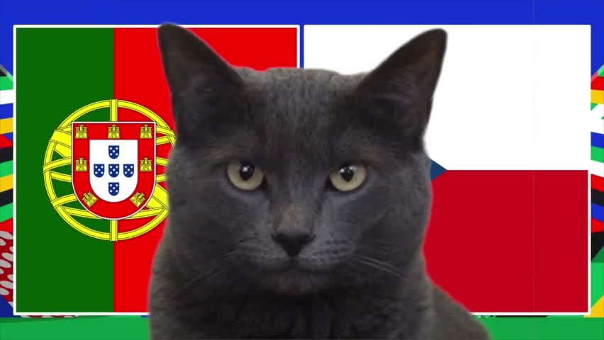 Thể thao - Mèo “tiên tri” Cass dự đoán bất ngờ về trận Bồ Đào Nha và CH Czech