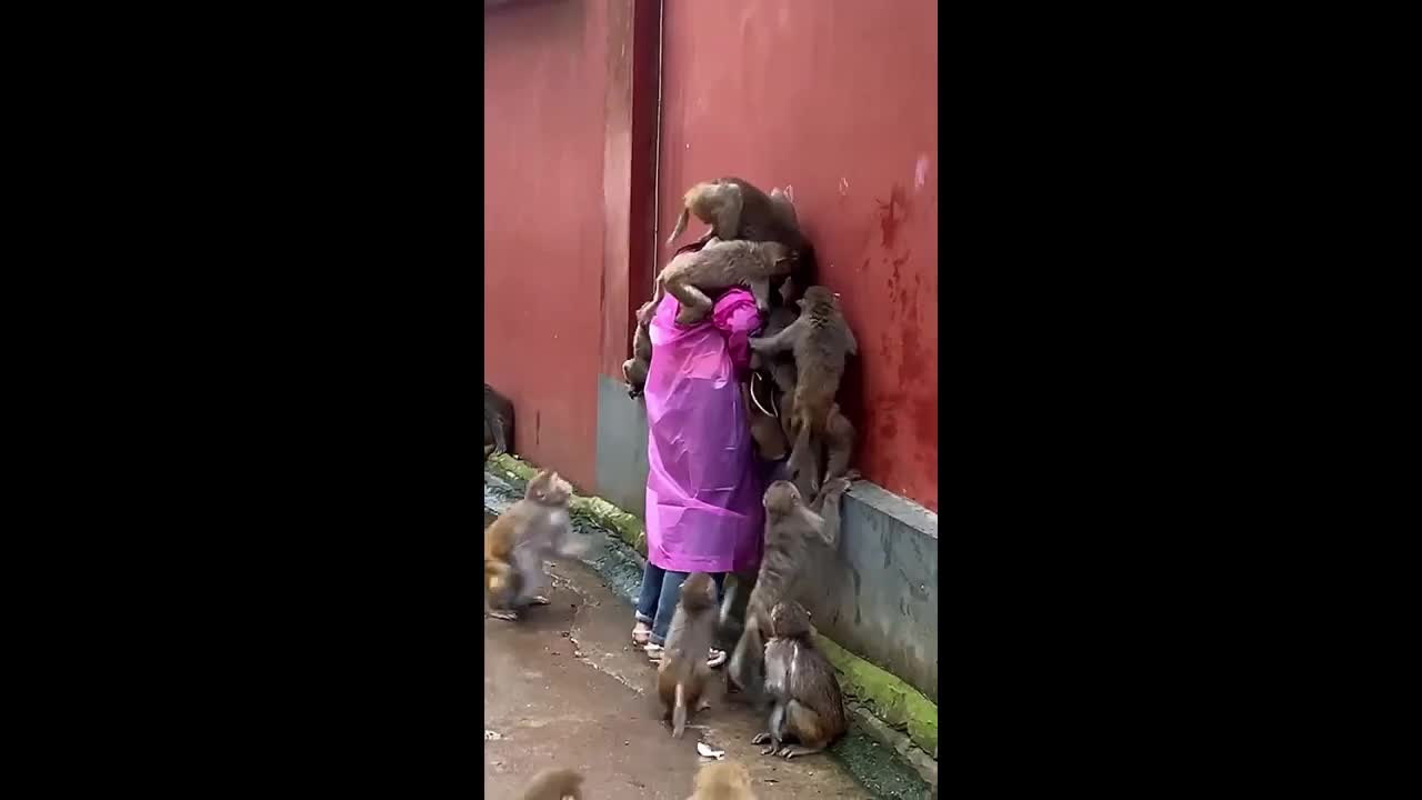 Video - Clip: Hàng chục con khỉ hung hăng tấn công người phụ nữ để cướp đồ ăn