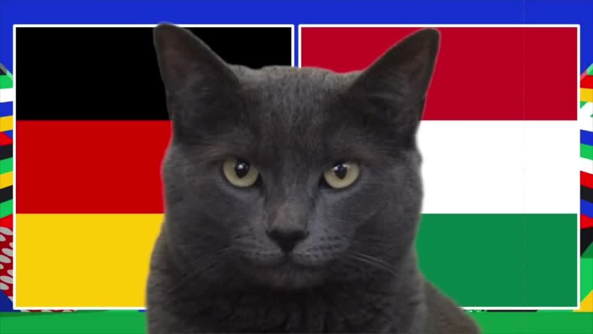 Thể thao - Mèo “tiên tri” Cass dự đoán bất ngờ về trận Đức với Hungary