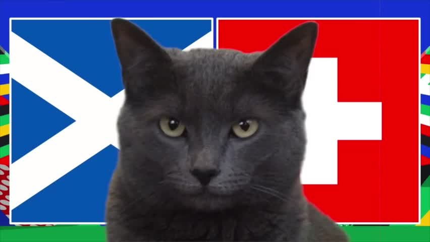 Thể thao - Mèo “tiên tri” Cass dự đoán bất ngờ về trận Scotland và Thụy Sĩ