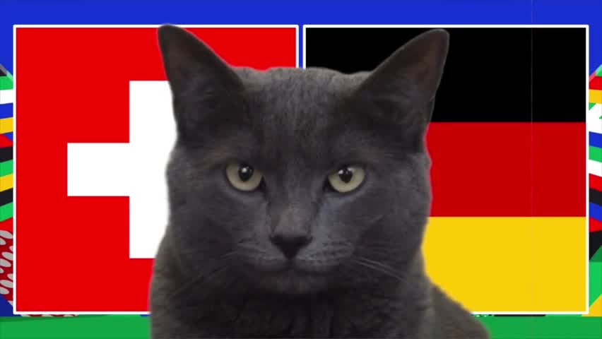 Thể thao - Mèo “tiên tri” dự đoán Đức khó thắng được Thụy Sỹ