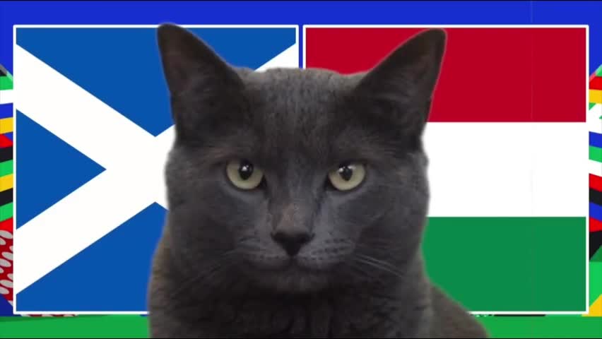 Thể thao - Mèo “tiên tri” tiếp tục gây bất ngờ khi dự đoán về trận Scotland và Hungary