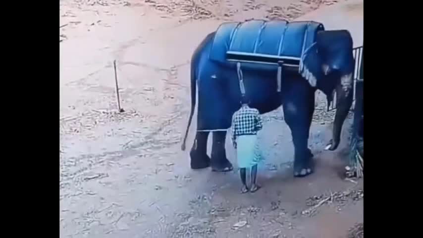 Video - Bị đánh vào chân, voi nổi điên giẫm tử vong người huấn luyện