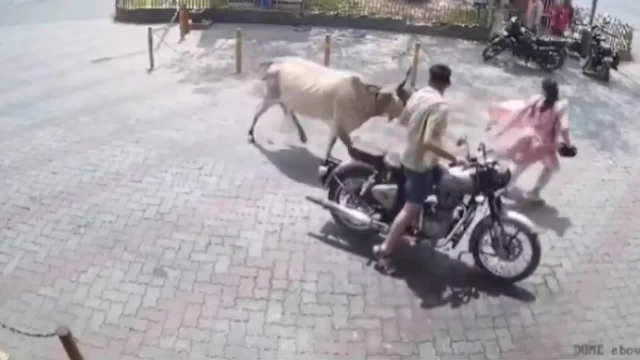 Video - Clip: Bò điên rượt đuổi, tấn công người phụ nữ ngay giữa phố