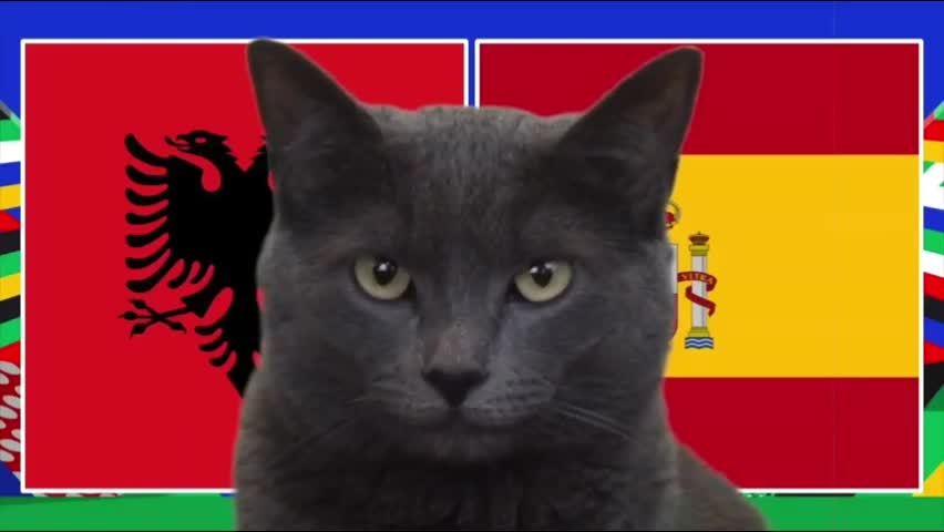 Thể thao - Mèo “tiên tri” dự đoán như thế nào về trận Tây Ban Nha và Albania?