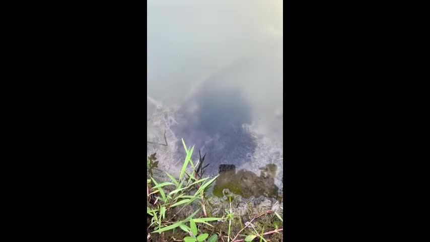 Video - Đang đi dạo, người phụ nữ bắt gặp cảnh tượng kỳ lạ dưới sông