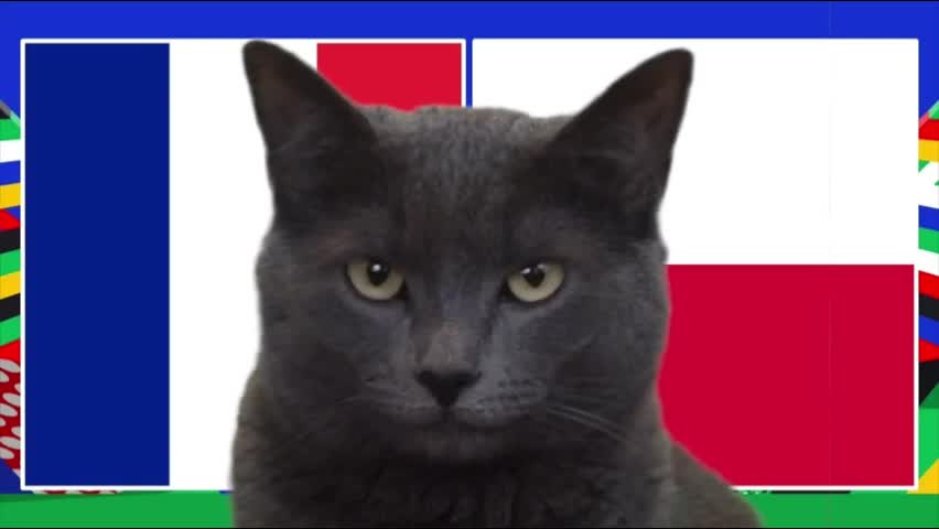Thể thao - Mèo “tiên tri” dự đoán Pháp không thể thắng Ba Lan