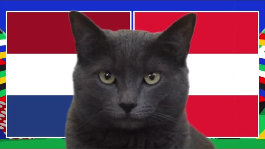 Thể thao - Mèo “tiên tri” dự đoán đội tuyển Áo thắng đội tuyển Hà Lan