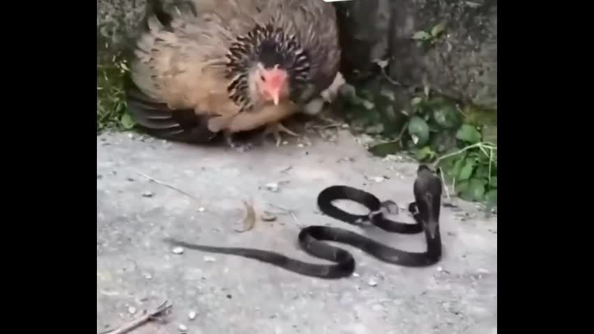 Video - Clip: Gà mái dũng cảm chiến đấu với 2 con rắn hổ mang để bảo vệ con