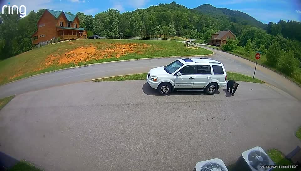 Video - Clip: Gấu mẹ đột nhập ô tô lấy thức ăn cho con
