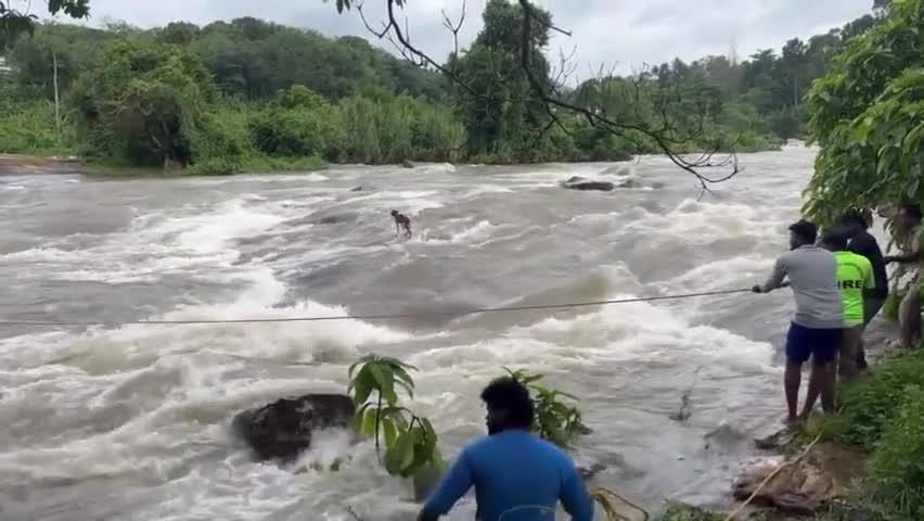 Video - Clip: Chú chó được cứu khỏi tảng đá trên sông giữa trận lũ lụt