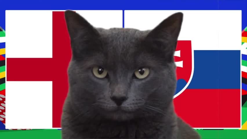 Thể thao - Mèo “tiên tri” dự đoán kết quả có lợi cho Anh trong trận gặp Slovakia