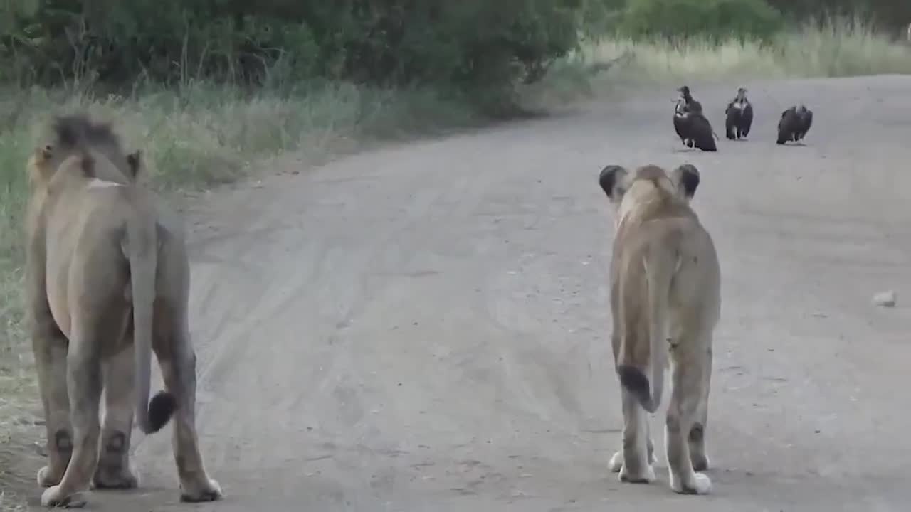 Video - Clip: Cảnh tượng hiếm gặp tại châu Phi giữa các loài động vật hoang dã