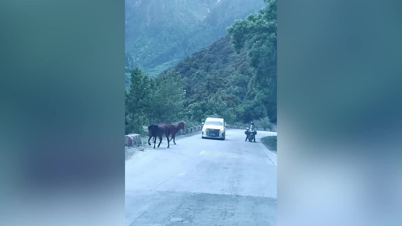 Video - Clip: Ngựa tung cú đá hậu, đuổi cắn nhau ngay trên đường