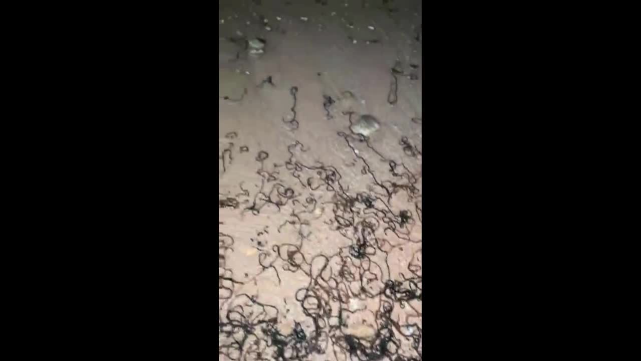 Video - Đi dạo trên bãi biển, người dân chứng kiến cảnh tượng nổi da gà