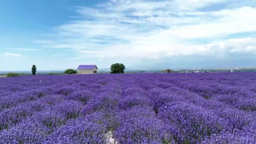 Video - Clip: Hoa oải hương ở thung lũng sông Y Lê nở rộ, thu hút du khách