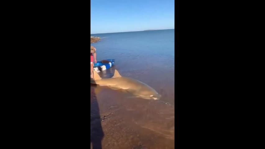 Video - Clip: Cá đao khổng lồ mắc cạn được giải cứu ngoạn mục