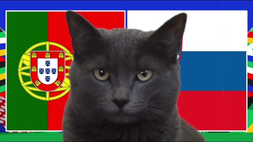 Thể thao - Mèo “tiên tri” dự đoán kết quả trận Bồ Đào Nha và Slovenia thế nào?