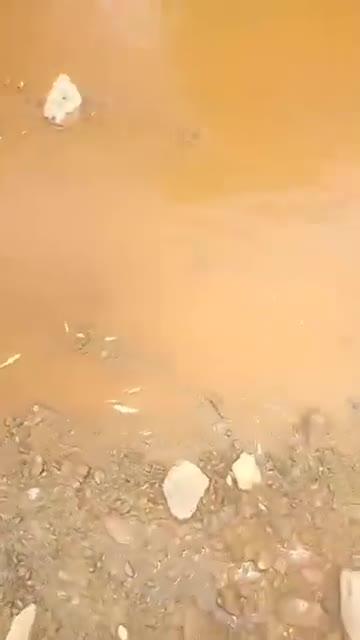 Môi trường - Nghệ An: Cá chết bất thường trên suối Bắc, trôi dạt vào hai bên bờ