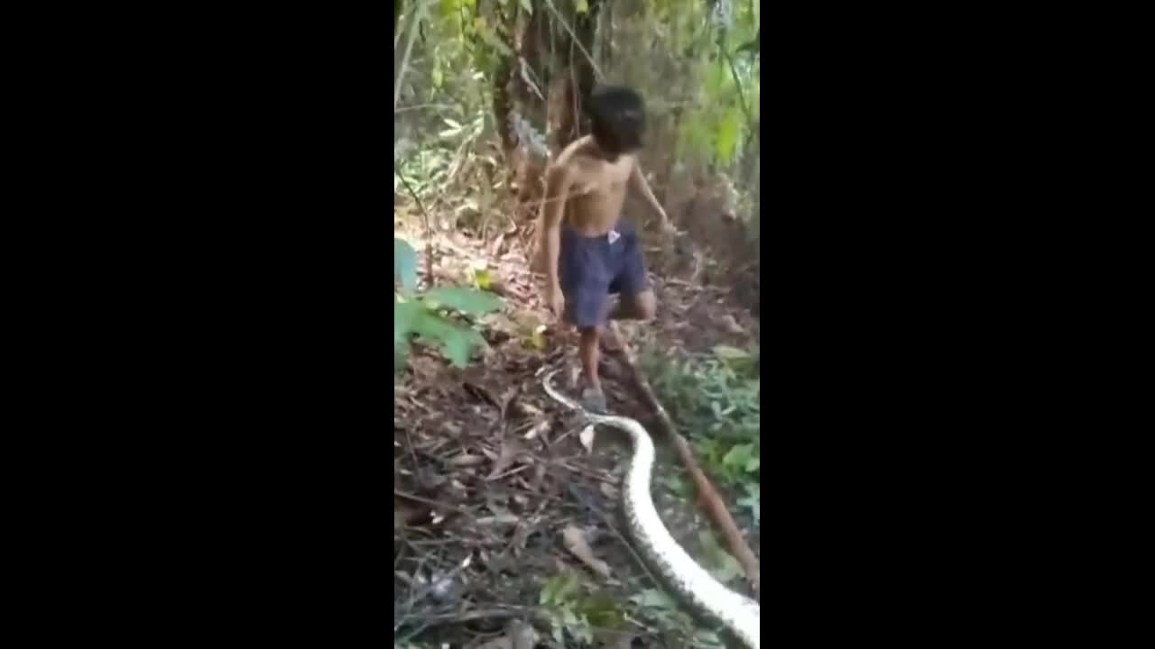 Video - Nuốt chửng người phụ nữ, con trăn dài 10 mét nhận cái kết bi thảm