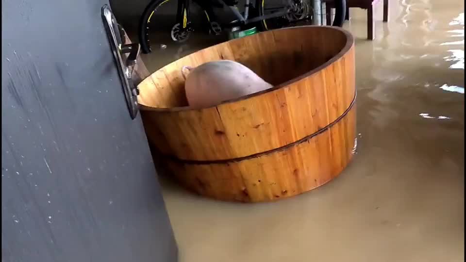 Video - Clip: Chủ nhà cố gắng cứu lợn khỏi nước lũ bằng cách đặt vào bồn tắm