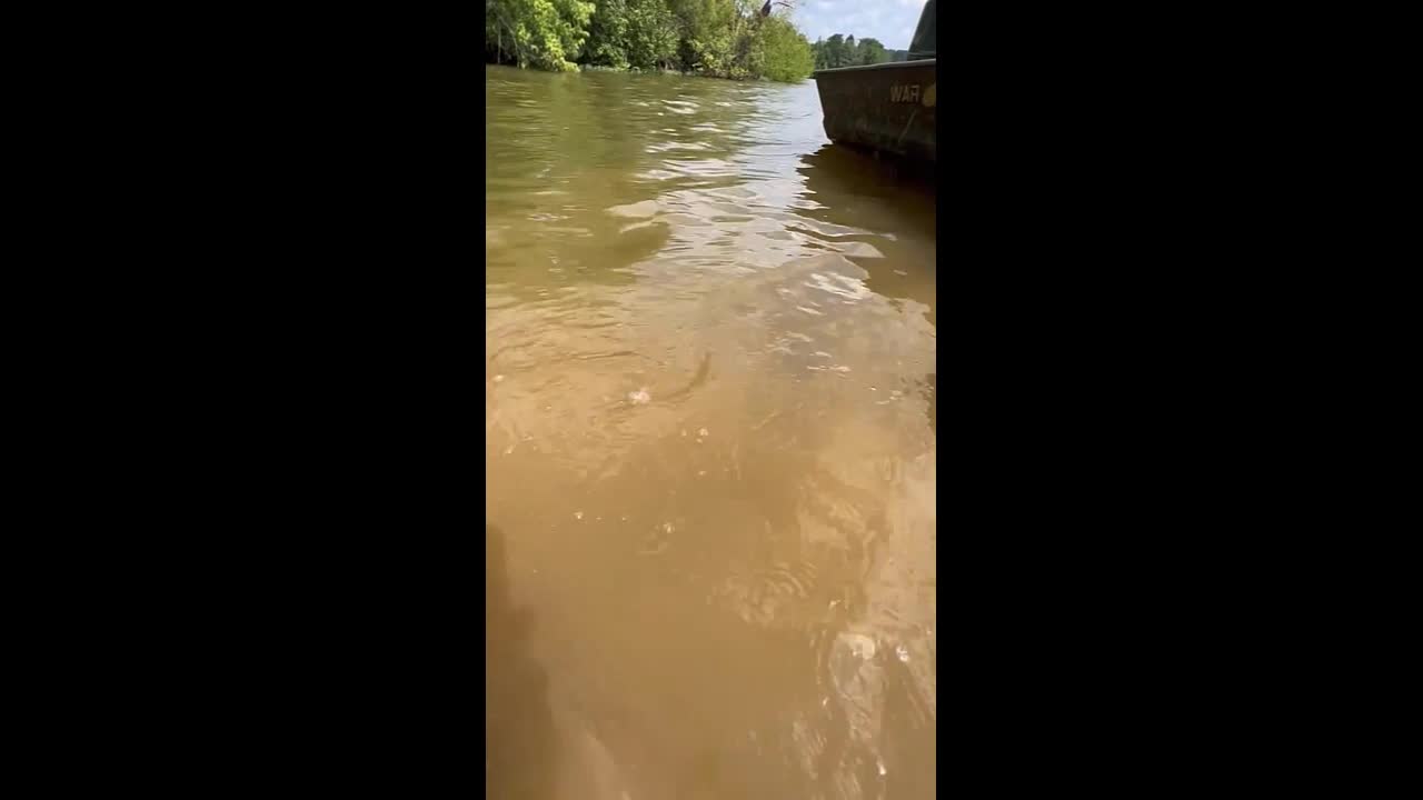 Video - Clip: Cô gái dùng tay không tóm gọn cá trê khổng lồ trên sông
