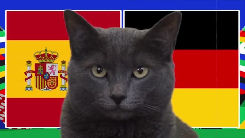 Thể thao - Mèo “tiên tri” dự đoán về trận cầu kinh điển giữa Tây Ban Nha và Đức