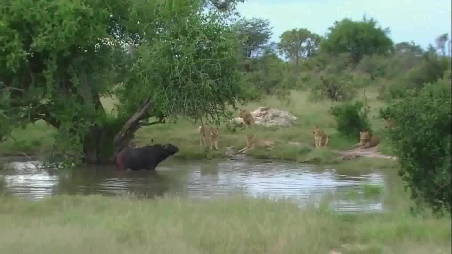 Đàn sư tử “nuốt hận” trước sự trêu chọc của trâu rừng châu Phi