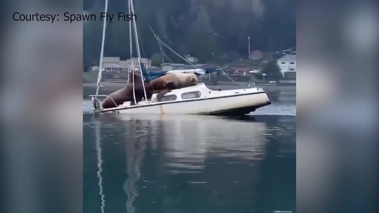 Clip: Đôi sư tử biển khổng lồ vô tư tắm nắng trên chiếc thuyền vô chủ