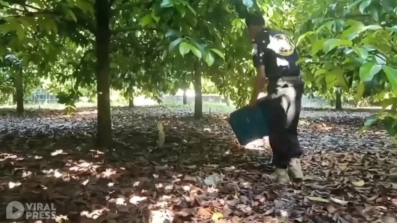 King Cobra Refuses To Be Caught
