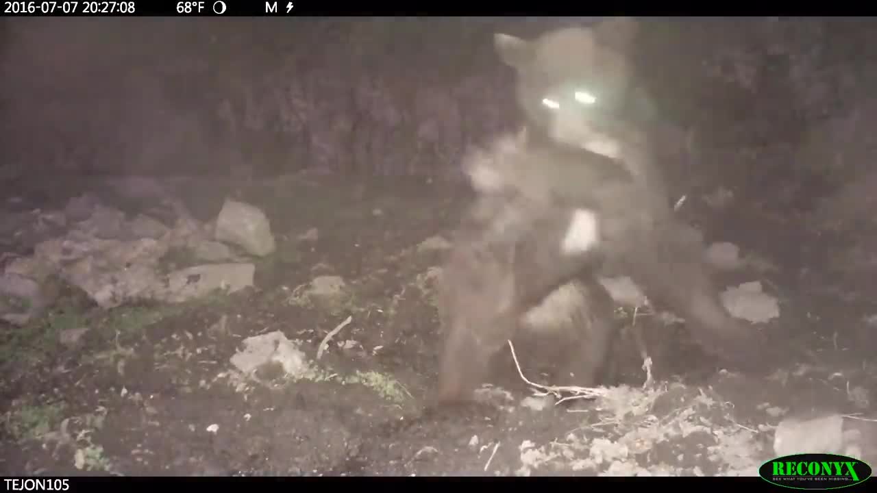 Успешная ночная охота медведя на кабанов